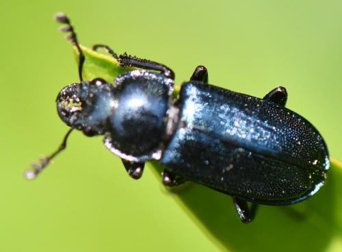 Platycerus sp.